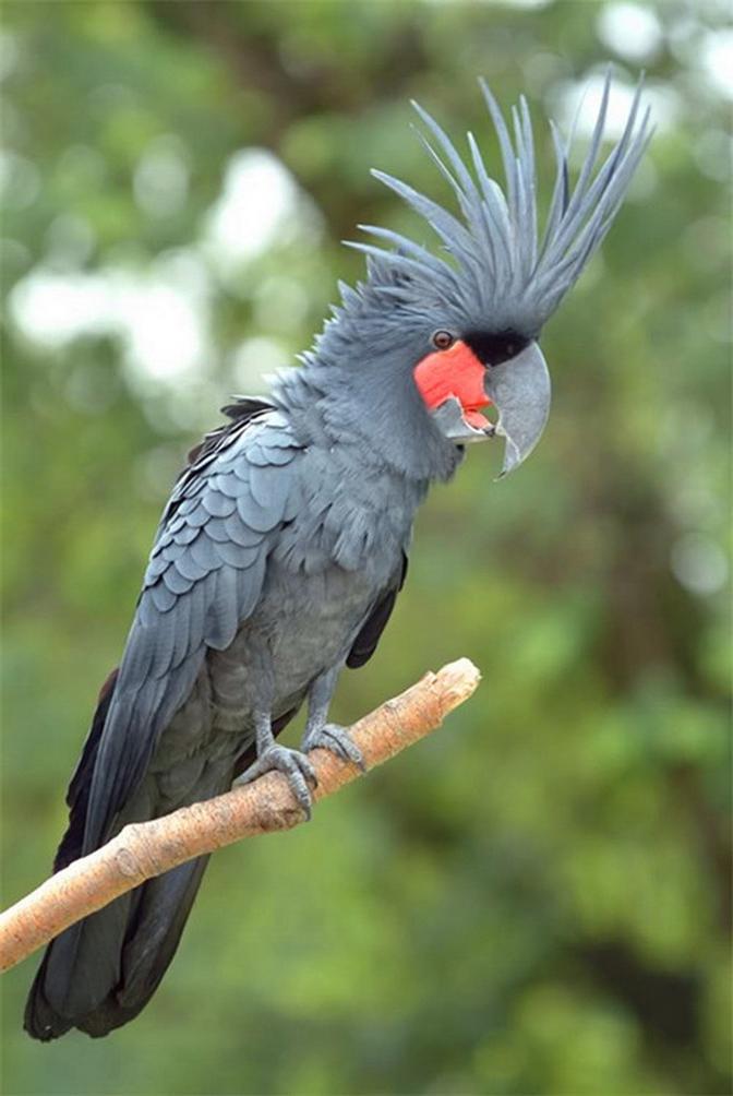 棕榈凤头鹦鹉动物