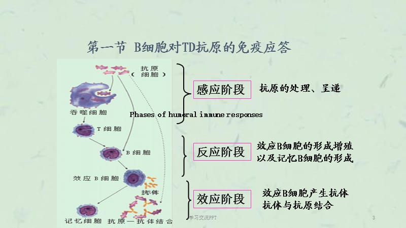 b淋巴细胞介导的体液免疫应答ppt课件
