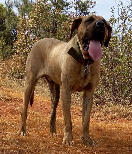 世界上最凶猛的10大犬类,遇到它们最好绕道而行