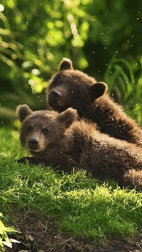 iphone 壁纸 两个幼熊在草丛中嬉戏