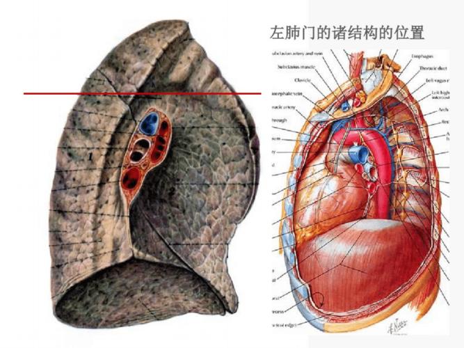 肺门和肺段断层解剖及.pdf