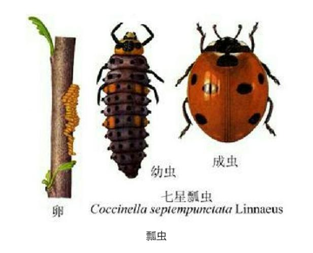 七星瓢虫是益虫,肉食动物,最喜欢吃的是蚜虫,从小到大经历了卵～幼虫