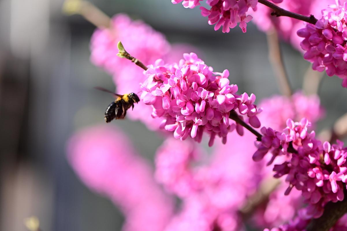 微距‖飞在花丛中,它是这个春天的最美劳动者