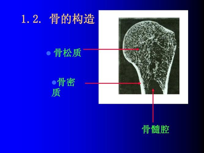 2. 骨的构造   骨松质  骨密 质 骨髓腔