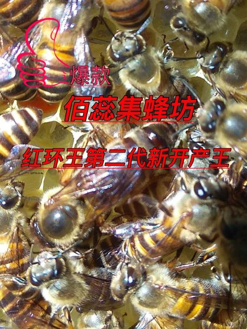 中蜂优质种蜂王活体蜜蜂王高产杂交红环新开产王