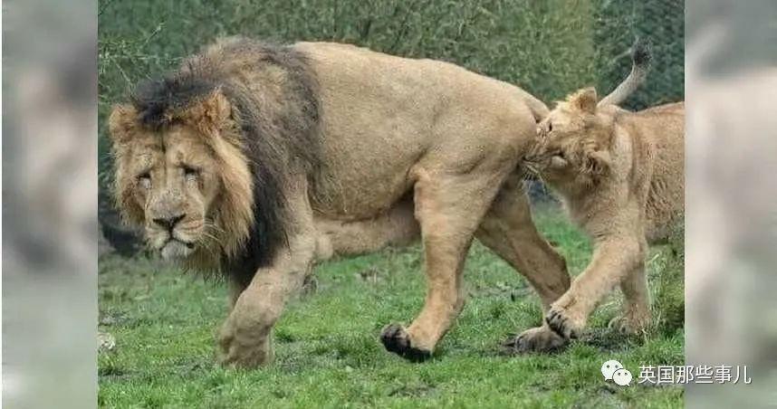 母狮发情一天40次公狮累到虚脱走开还被母狮咬〇〇啊这