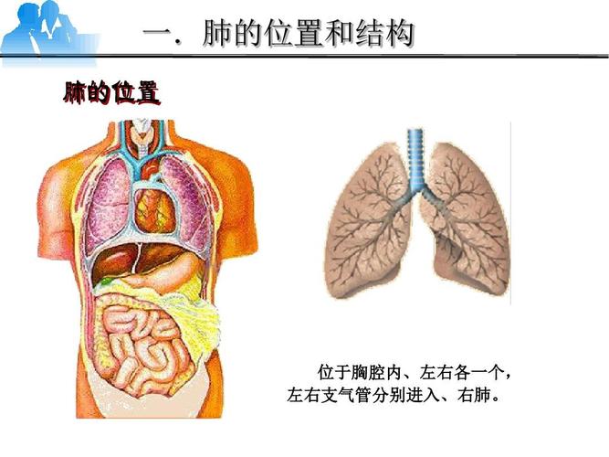 的位和置结 构于胸腔内位左,右一各个 ,左支气管分别右进入右,肺.