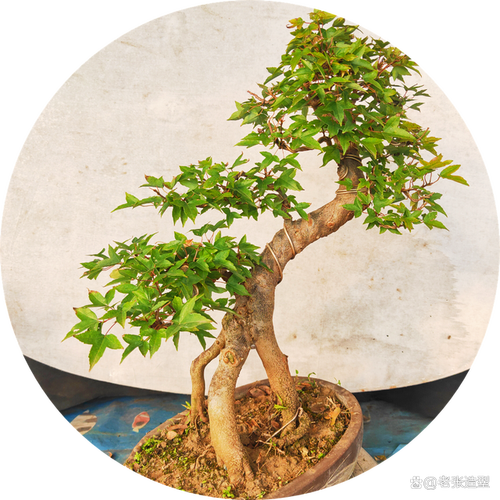 三角枫是一种常见的盆景树种,因其独特的叶形和美丽的树形而备受喜爱.