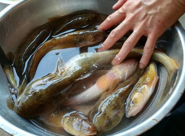 农村水渠里有一种鱼,一年长一尺,有"十月沙光赛羊汤"的民谚
