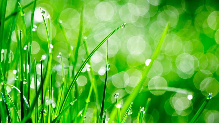 首页 自然和风景 绿草,露水,水滴 壁纸 绿草,露水,水滴 桌布 - 1600x