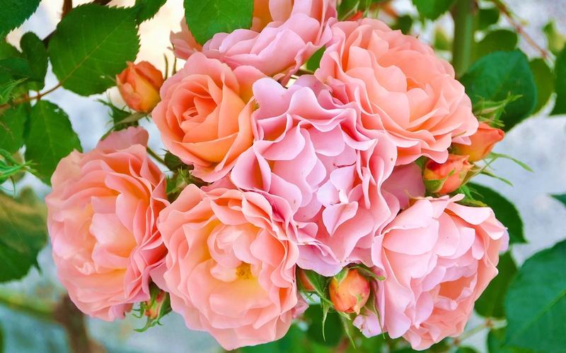 首页 鲜花 玫瑰 粉红色的玫瑰花朵,花瓣,花蕾 壁纸 当前尺寸:1680x