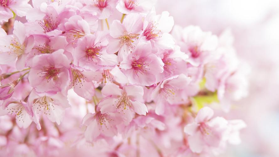 超清粉色樱花唯美高清桌面壁纸