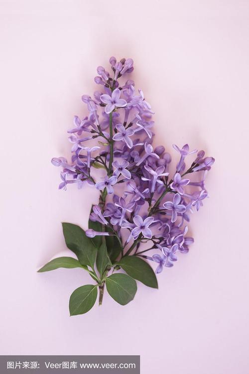 淡紫色(紫丁香)