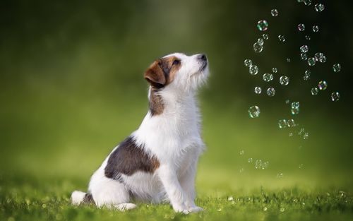 壁纸 可爱的小狗看气泡