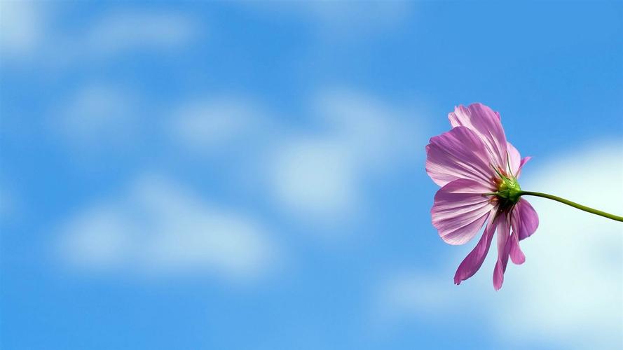 蓝天下的小花-清新花卉摄影壁纸