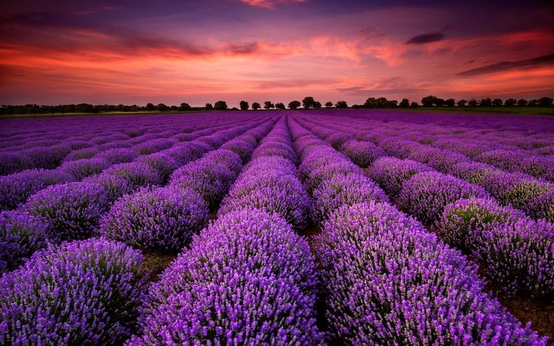 黄昏落日下的紫色薰衣草唯美意境图片分享