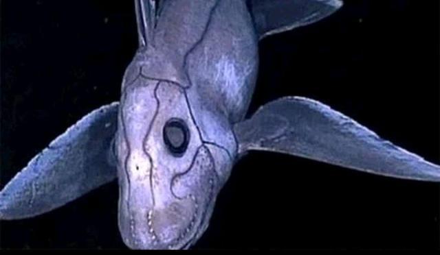 世界神奇生物——深海"怪兽"
