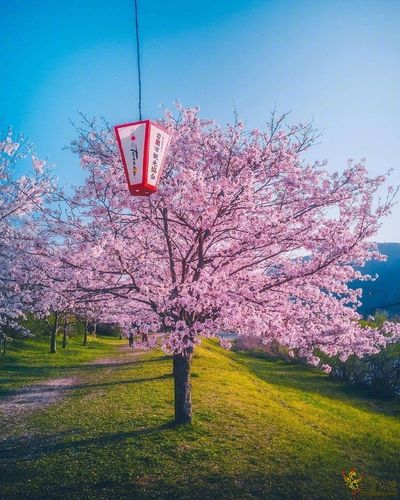 超级漂亮的樱花树,分享给大家