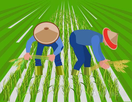 农民收割水稻稻田