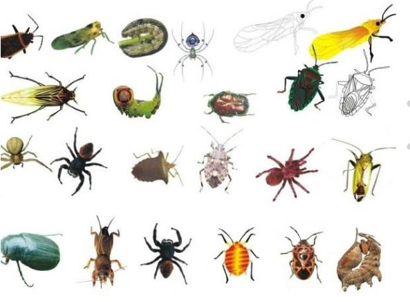 活动目标:1,认识夏天的害虫,知道其名称及危害.2,体验消灭害虫的乐趣.