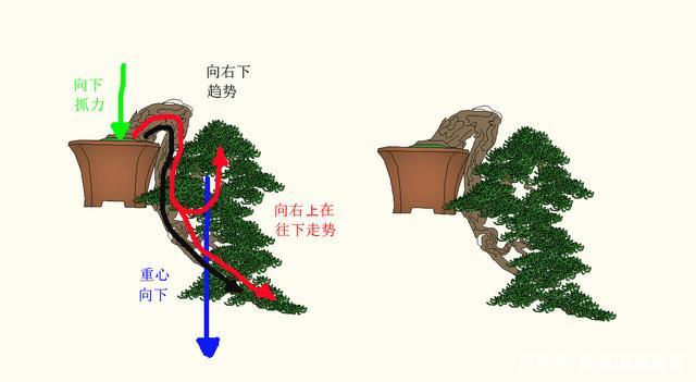 盆景造型手法第二关,悬崖式盆景和枯干式盆景的介绍