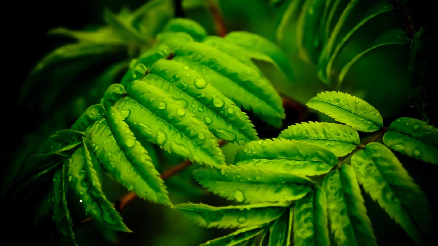 绿色植物高清桌面壁纸,清新养眼的绿色植物,青翠欲滴,浓郁的自然气息