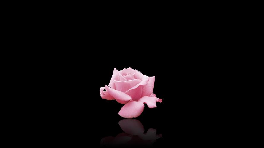 清新唯美的玫瑰花微距摄影高清桌面壁纸