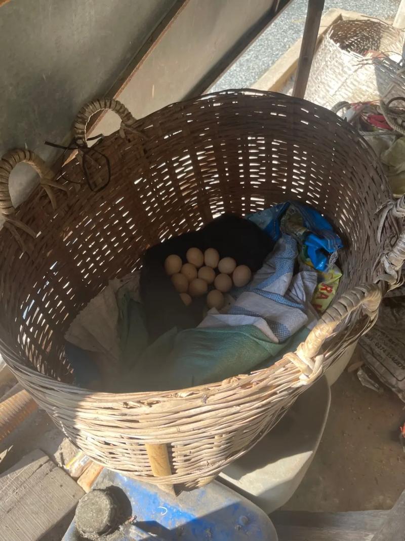 越南农村丈母娘家老母鸡下蛋后却找不到蛋.