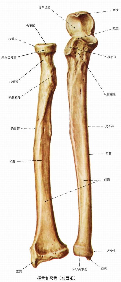 桡骨是人类前臂靠拇指一边的骨或鱼类以上的脊椎动物