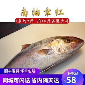南油台海鲜活章红鱼红甘鱼大海野生新鲜海鱼鰤鱼特级刺身1斤50