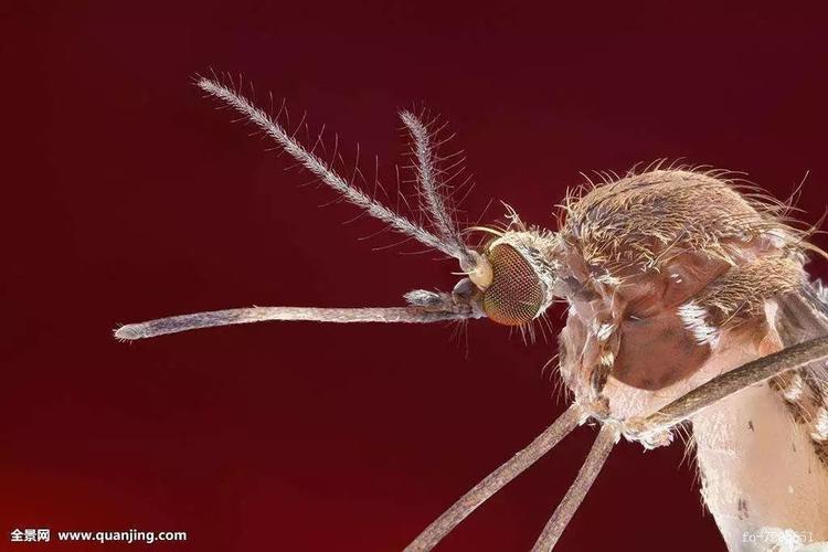 蚊子头部此图为蚊子的吸血口器.