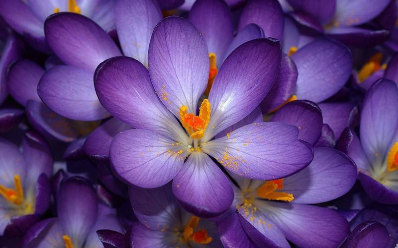紫番红花的花朵-花卉摄影壁纸