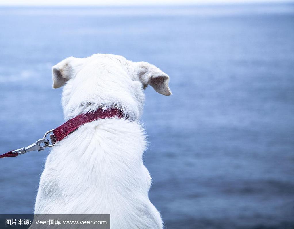 白色的狗看着大海,背影