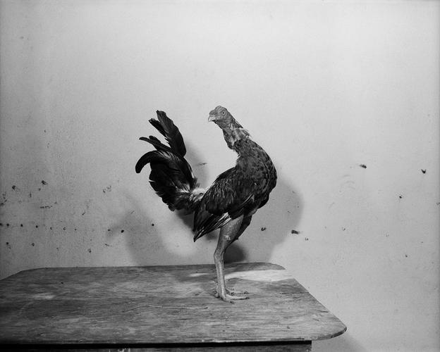 摄影师记录近乎血腥残酷的拉美斗鸡文化