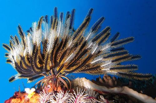 潜水中一定要注意避开的十种海洋生物