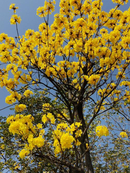 那些花儿——黄之贵族风铃花 - 美篇