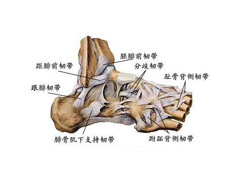 足的韧带解剖示意图-人体解剖图
