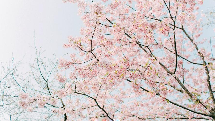 唯美小清新樱花摄影美图平板壁纸下载