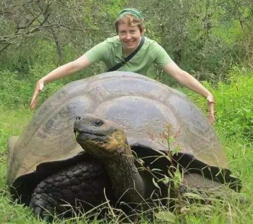 世界上最大的乌龟你知道吗