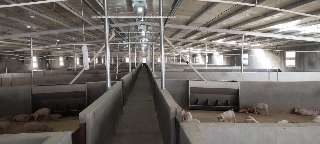 云浮大型现代化养猪场设计方案,10000头猪数猪场规划采用气楼模式!