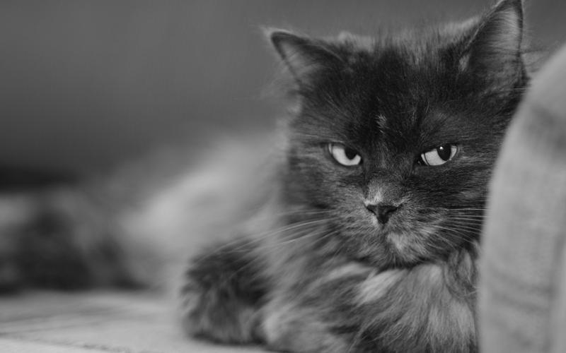 黑白猫咪萌宠可爱图片桌面壁纸高清大图预览1920x1200_动物壁纸下载