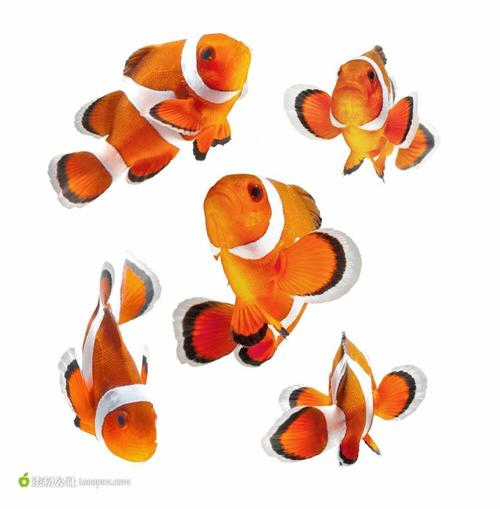 海洋动物系列 - 可爱的小丑鱼高清摄影桌面壁纸图片素材