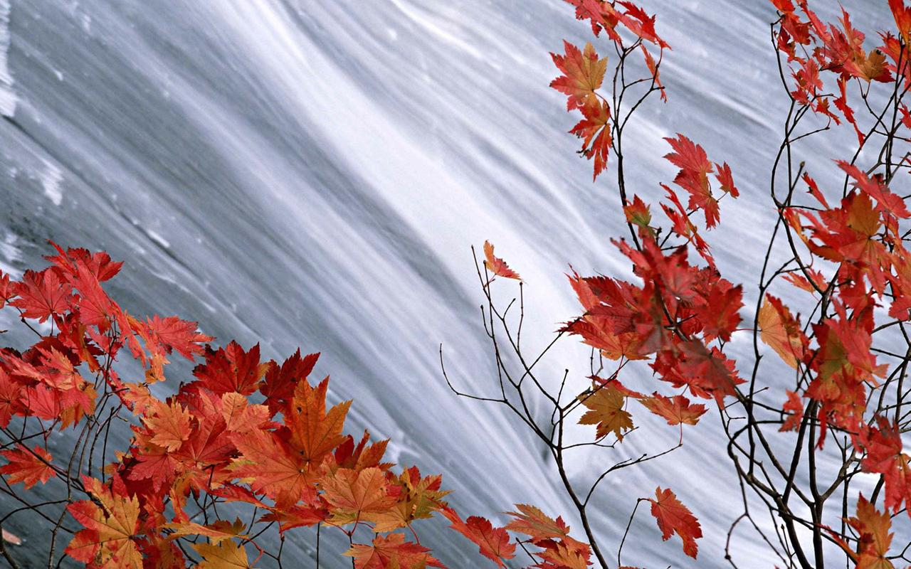 秋天的红叶美景桌面壁纸第一辑