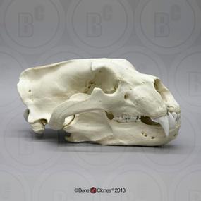 vm非常博物馆boneclones美国定制骨骼北极熊头骨动物科教模型
