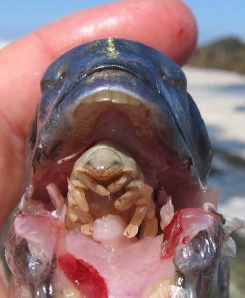 这种寄生虱在幼虫时进入鱼类的口腔内,通过鱼的舌头吸食鱼的血液,直到