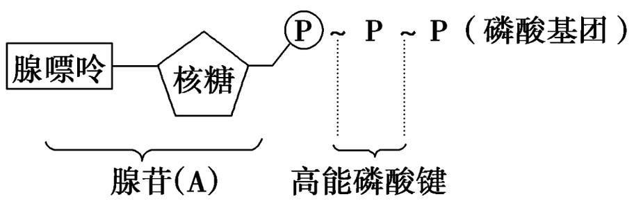 atp分子的名称和结构简式 (1)中文名称:三磷酸