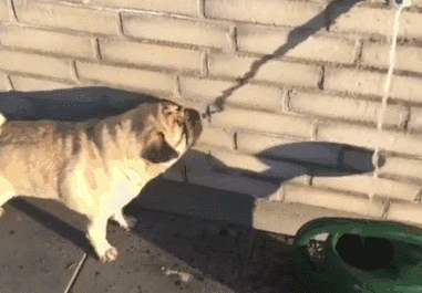 狗狗喝水竟把墙上的影子当成水喝 ,表情笑坏主人
