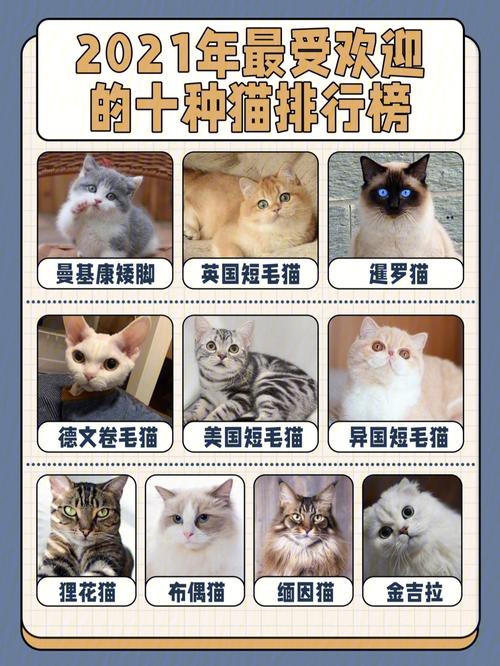 2021年最受欢迎的十种猫排行榜73新手养猫