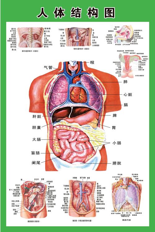 系统示意图医学宣传挂图人体器官心脏结构图医院海报 人体肌肉分布图