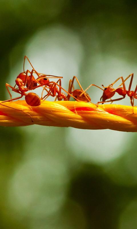 蚂蚁高清特写手机壁纸